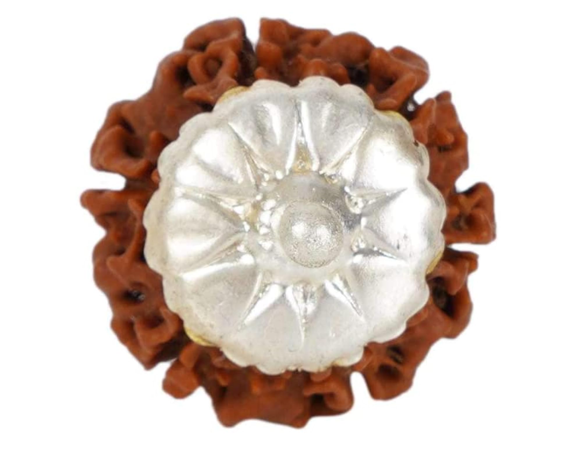 6 Mukhi Rudraksha Original Certified Nepal Pendant